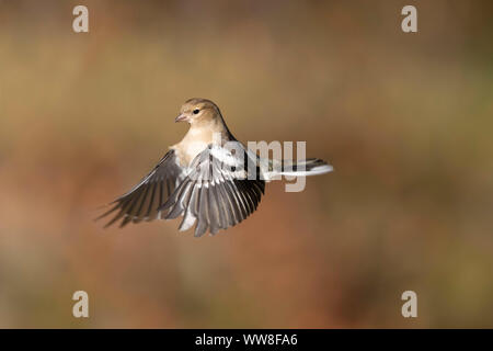 Buchfink im Flug Stockfoto