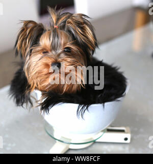 Hund wiegen, Yorkshire Terrier sitzt in der Schale Stockfoto