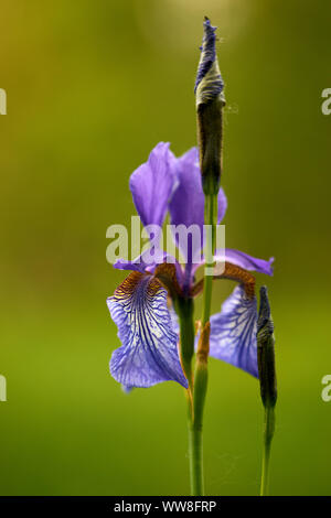 Sibirische Iris Iris pumila, sibirische Flagge Stockfoto