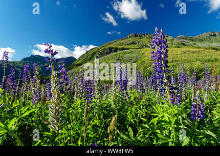 Landschaft am Kops Stausee in der Nähe von GaltÃ¼r zwischen der Silvretta und Ferwall Gruppe in Vorarlberg, Österreich Stockfoto