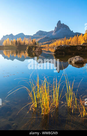 Federa See im Herbst mit gelben Lärchen um ihn herum, Croda da Lago, Cortina d Ampezzo, Belluno, Dolomiten, Venetien, Italien Stockfoto