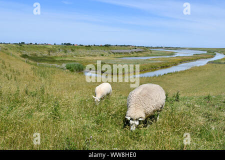 Zwei Schafe weiden auf einem Deich auf der Insel Texel mit Wasser im Hintergrund Stockfoto