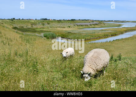 Zwei Schafe weiden auf einem Deich auf der Insel Texel mit Wasser im Hintergrund Stockfoto