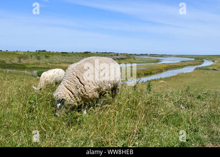 Zwei Schafe weiden auf einem Deich auf der Insel Texel mit Wasser im Hintergrund Stockfoto