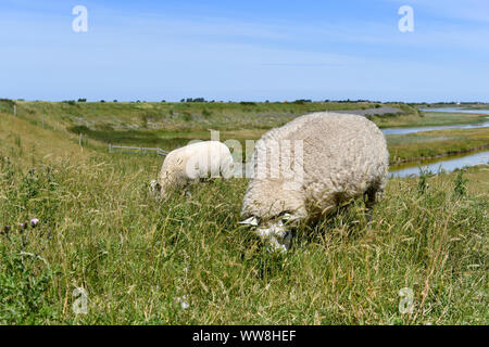 Zwei Schafe weiden auf einem Deich auf der Insel Texel mit Wasser im Hintergrund Stockfoto