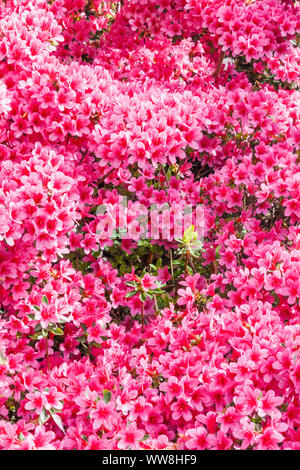 Wales Conwy Bodnant Garden, Azaleen in voller Blüte Stockfoto