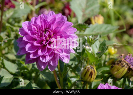Nahaufnahme von Dahlia pinnata Blume. Unscharfer Hintergrund. Stockfoto