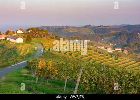 Zavrc, Weinberg, Weinbaugebiet, Hügel, Häuser in Haloze, Stajerska (Steiermark), Slowenien Stockfoto