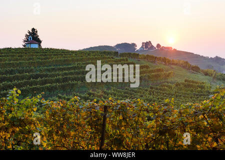 Zavrc, Weinberg, Weinbaugebiet, Hügel, Häuser in Haloze, Stajerska (Steiermark), Slowenien Stockfoto