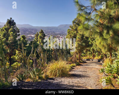 Ein Spaziergang durch helle grüne kanarische Kiefernwald mit einem kleinen Ausschnitt aus dem Tal. Blauen Sommerhimmel. Stockfoto