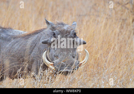 Warzenschwein im Krüger Nationalpark Stockfoto