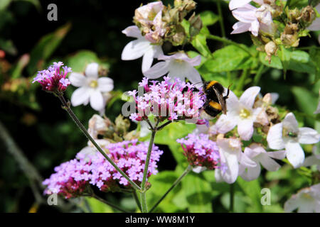 Buff Tailed Biene arbeiten den Weg über den Blüten einer Verbena Bonariensis pflanze Nektar sammeln, wie es geht. In einem Englischen Garten im Juli gesehen. Stockfoto