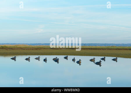 Teich mit Lockvögel, Mont-Saint-Michel, der Manche Abteilung, Normandie, Frankreich Stockfoto