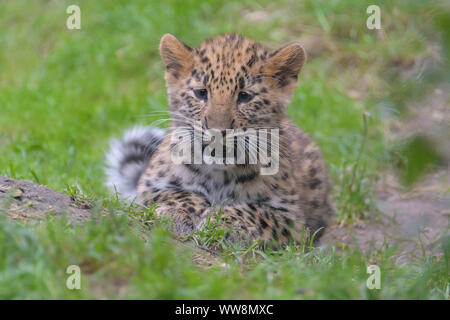 Amur leopard Panthera pardus orientalis, cub Stockfoto