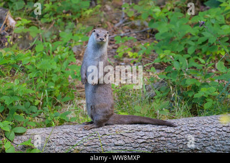 Otter, Lutra Lutra, steht auf Baumstamm, in Deutschland, in Europa Stockfoto