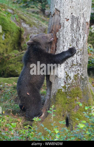 Braunbär, Ursus arctos, Cub steht auf Baumstamm, Deutschland Stockfoto