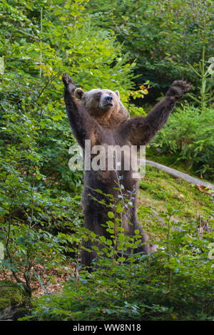 Braunbär, Ursus arctos, steht im Wald, Deutschland Stockfoto