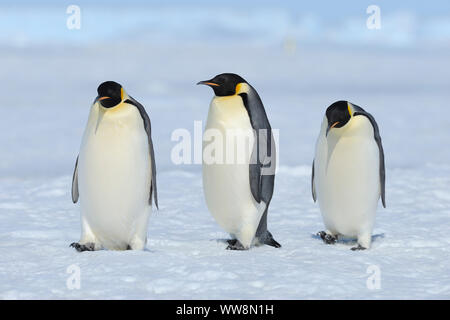 Kaiserpinguine, Aptenodytes forsteri, Baum Erwachsene, Snow Hill Island, Antartic Peninsula, Antarktis Stockfoto