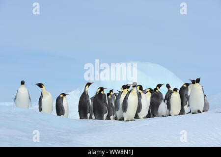 Kaiserpinguine, Aptenodytes forsteri, Pinguin Kolonie mit Erwachsenen und Küken, Snow Hill Island, Antartic Peninsula, Antarktis Stockfoto