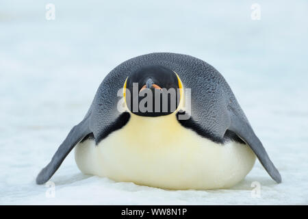 Kaiserpinguine, Aptenodytes forsteri, Erwachsene liegen auf Eis, Schlafen, Snow Hill Island, Antartic Peninsula, Antarktis Stockfoto