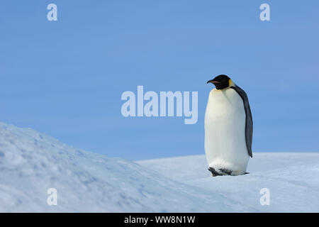 Kaiserpinguine, Aptenodytes forsteri, Erwachsene, Snow Hill Island, Antartic Peninsula, Antarktis Stockfoto