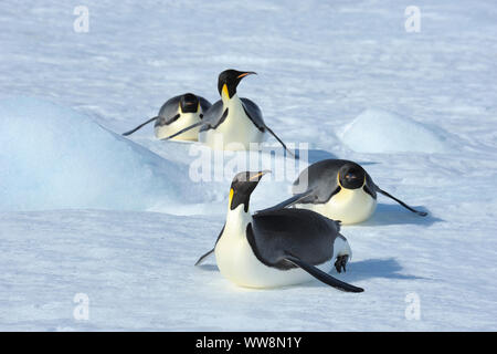 Kaiserpinguine, Aptenodytes forsteri, Erwachsenen rutschen auf dem Bauch über das Eis, Snow Hill Island, Antartic Peninsula, Antarktis Stockfoto