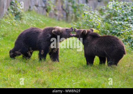 Europäischen Braunbären, Ursus arctos, zwei Jungen kämpfen, Deutschland Stockfoto