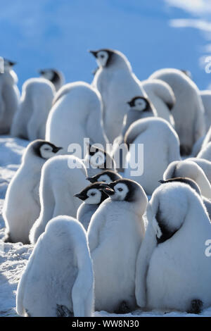 Kaiserpinguine, Aptenodytes forsteri, Gruppe von Küken, Snow Hill Island, Antartic Peninsula, Antarktis Stockfoto