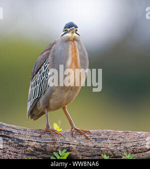 Gestreift Heron (Butorides Striata), die auf dem Schaft gehockt, Kwazulu Natal, Südafrika Stockfoto
