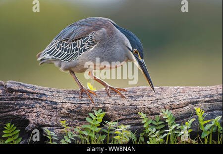 Gestreift Heron (Butorides Striata), die auf dem Schaft gehockt, Kwazulu Natal, Südafrika Stockfoto