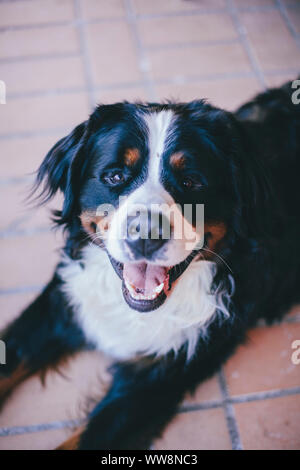 Berner Rinder Hund lächelnd in die Kamera schaut Stockfoto