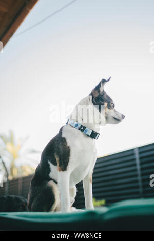 Kleiner Hund irgendwo suchen Stockfoto