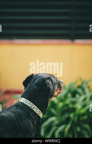 Rotweiller Hund irgendwo suchen Stockfoto