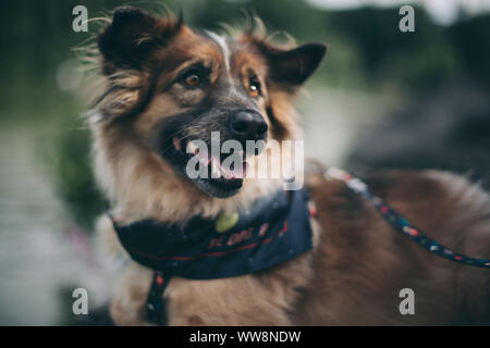 Keine Rasse Hund irgendwo suchen Stockfoto