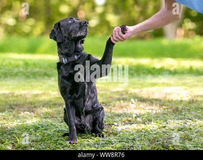 Ein schwarzer Labrador Retriever Hund im Freien seine Pfote für einen Handshake mit einer Person Stockfoto
