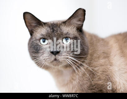 Ein Burmese Cat mit seinen Ohren gespitzt, was darauf hinweist, dass sie kastriert oder sterilisiert und geimpft Stockfoto