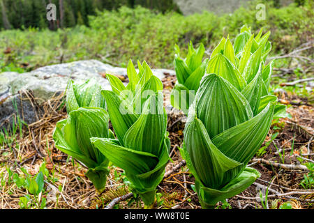 Der gelbe Lady Slipper Pflanzen auf Rätsel Creek Trail in Aspen, Colorado im Jahr 2019 Sommer Stockfoto