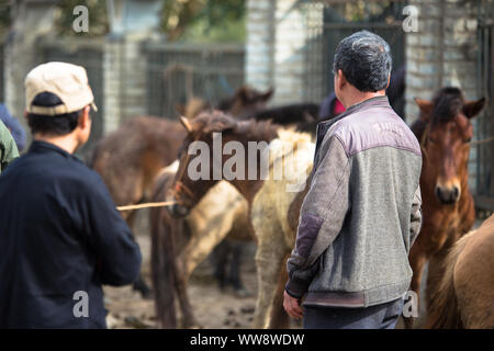 Pferd Tiere Handel in Bac Ha Markt in der ländlichen Stadt Lao Cai in der Nähe von Sapa Vietnam Asien Stockfoto