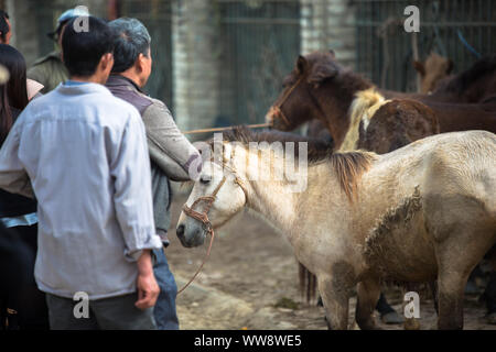 Pferd Tiere Handel in Bac Ha Markt in der ländlichen Stadt Lao Cai in der Nähe von Sapa Vietnam Asien Stockfoto