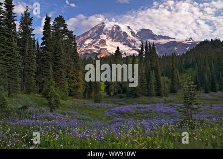 Die weiche cottony Blüte des bistort gibt einen Verschneiten Aussehen unter der Nebel im Paradies Wiese von Washingtons Mt Rainier National Park. Stockfoto