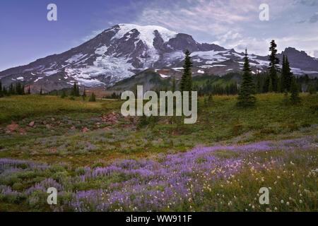 Die weiche cottony Blüte des bistort gibt einen Verschneiten Aussehen unter der Nebel im Paradies Wiese von Washingtons Mt Rainier National Park. Stockfoto