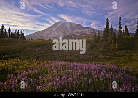 Die weiche cottony Blüte des bistort gibt einen Verschneiten Aussehen unter der Nebel im Paradies Wiese von Washingtons Mt Rainier National Park. Stockfoto