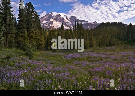 Die weiche cottony Blüte des bistort gibt einen Verschneiten Aussehen unter der Nebel im Paradies Wiese von Washingtons Mt Rainier National Park. Stockfoto