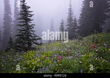 Die weiche cottony Blüte des bistort gibt einen Verschneiten Aussehen unter der Nebel im Paradies Wiese von Washingtons Mt Rainier National Park. Stockfoto