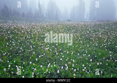 Die weiche cottony Blüte des bistort gibt einen Verschneiten Aussehen unter der Nebel im Paradies Wiese von Washingtons Mt Rainier National Park. Stockfoto