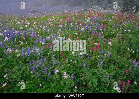 Ein Platzen der Farben zu den Sommer Wildblumen blühen entlang Mazama Ridge in Washington's Mount Rainier National Park. Stockfoto