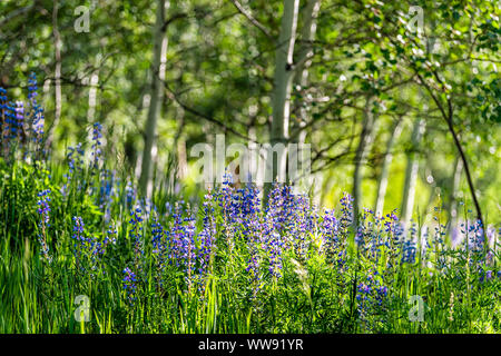 Viele violett Blaue Lupine Blumen in kleinen Wald in Snowmass Village in Aspen, Colorado und viele bunte Wildblumen in Aspen Grove Stockfoto