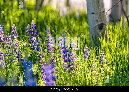 Viele lila Lupin Blumen in kleinen Wald in Snowmass Village in Aspen, Colorado und viele bunte Wildblumen in Aspen Grove Stockfoto
