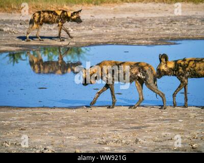 Drei Afrikanische Wildhunde (Lycaon pictus) Lateinamerika - an einem Wasserloch in Botswana. Sie tragen tracking Halsbänder ihr Verhalten und ihre Migration zu überwachen. Stockfoto