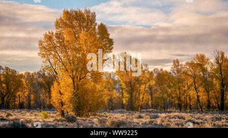 Einen schönen Herbst Landschaft, mit Hintergrundbeleuchtung Pappeln golden Suchen in der Morgensonne. Der Grand Teton National Park, Wyoming. Stockfoto